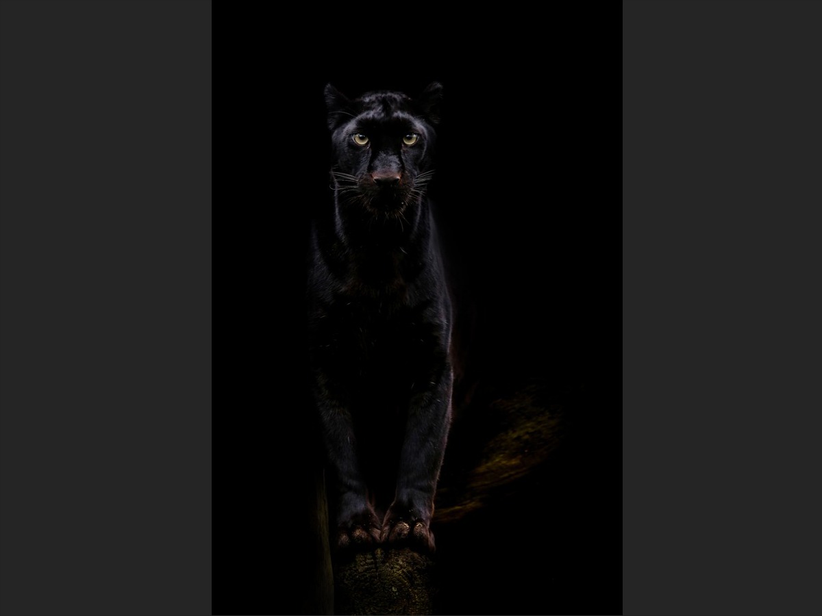 En Noir Et Blanc Portraits D Animaux Menaces Geo