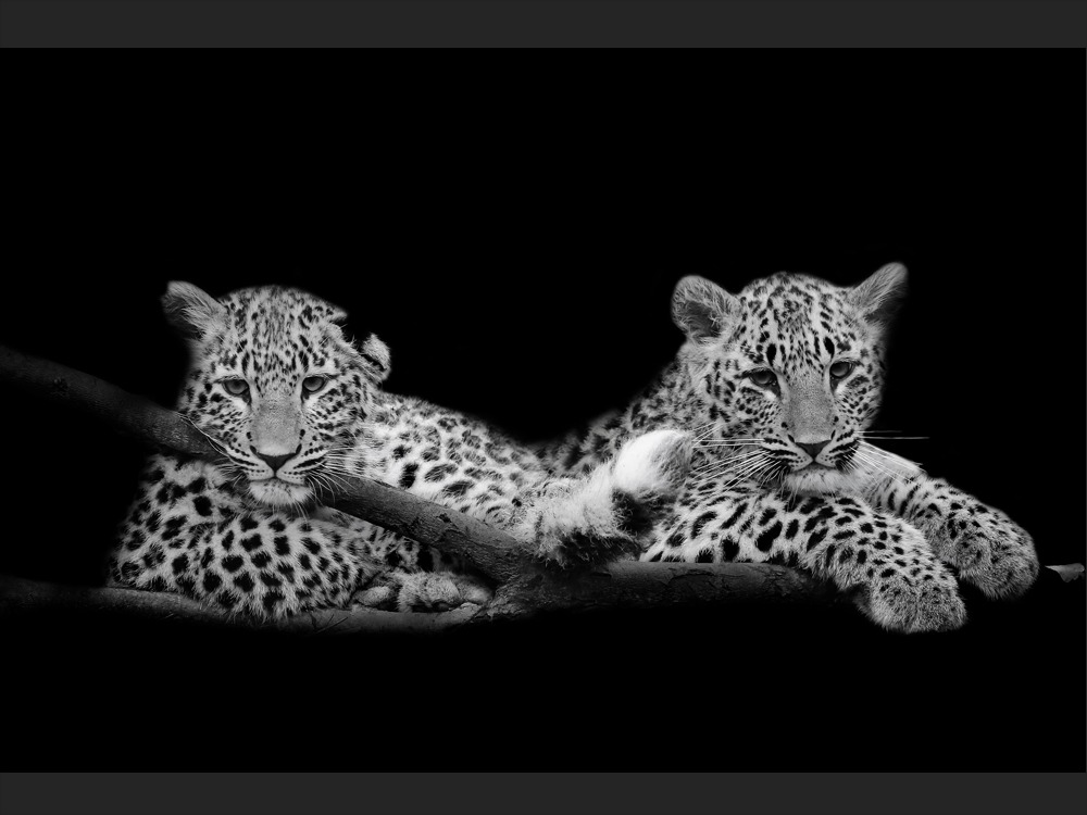 En noir et blanc portraits d animaux menac s GEO