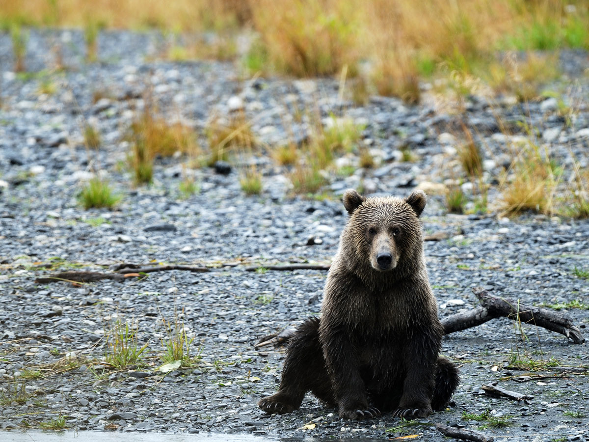 Alaska Le Cr puscule Des Ours GEO