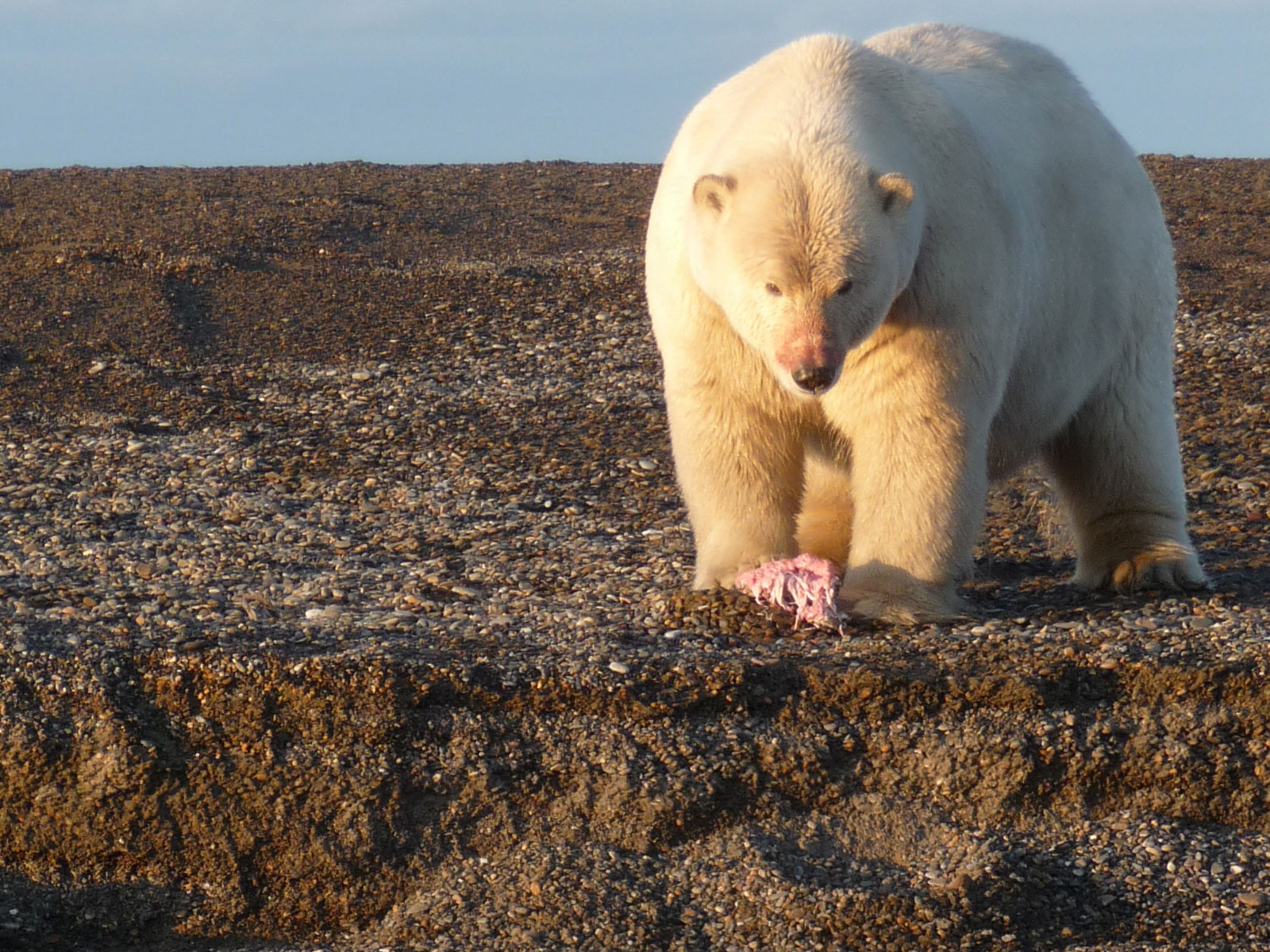 Image D un Ours Polaire Sur Une Plage Alaska : le crépuscule des ours - GEO