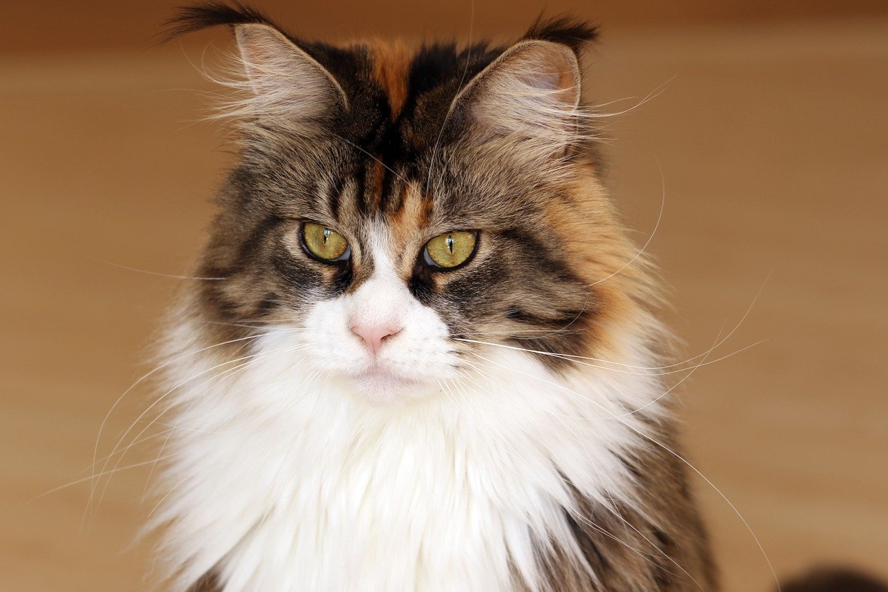 Diaporama Les Chats De Race Preferes Des Francais Ca M Interesse