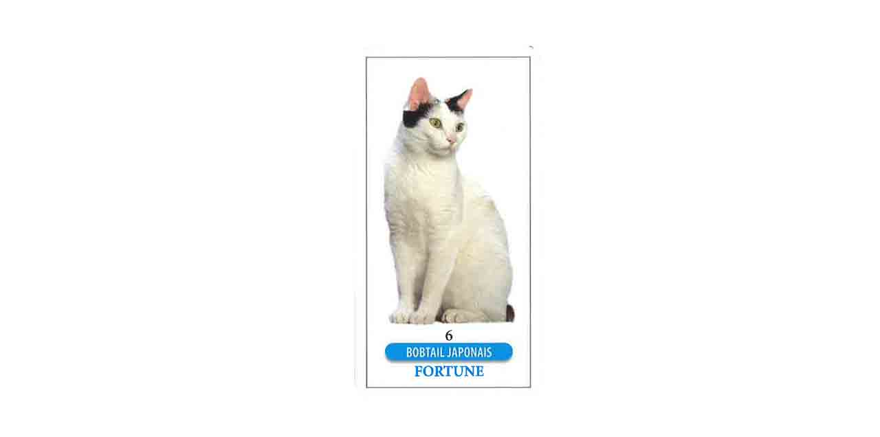 Tarot Des Chats La Signification Des 25 Lames Femme Actuelle