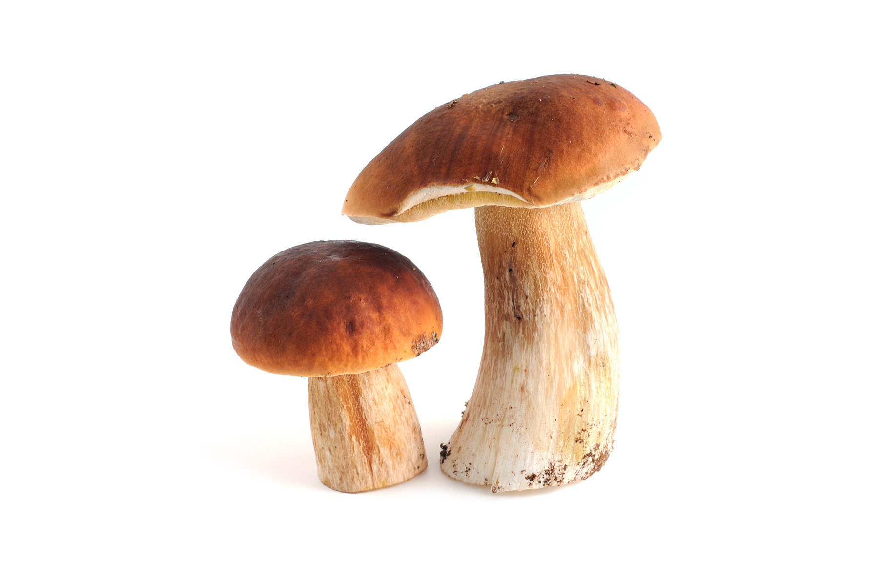 CE CHAMPIGNON EST-IL COMESTIBLE ? LE MANUEL DE REFERENCE POUR UNE  IDENTIFICATION RAPIDE ET SURE DE 50 CHAMPIGNONS COMESTIBLES COMMUNS ET  LEURS 500 SOSIES, Rothman d'Hauthuille Elise pas cher 