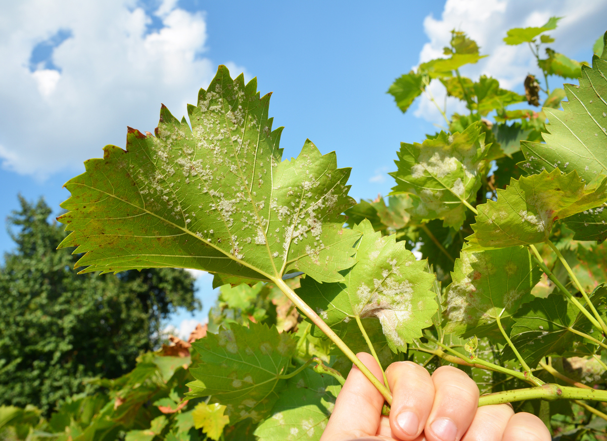 Comment identifier les parasites et maladies des plantes ?