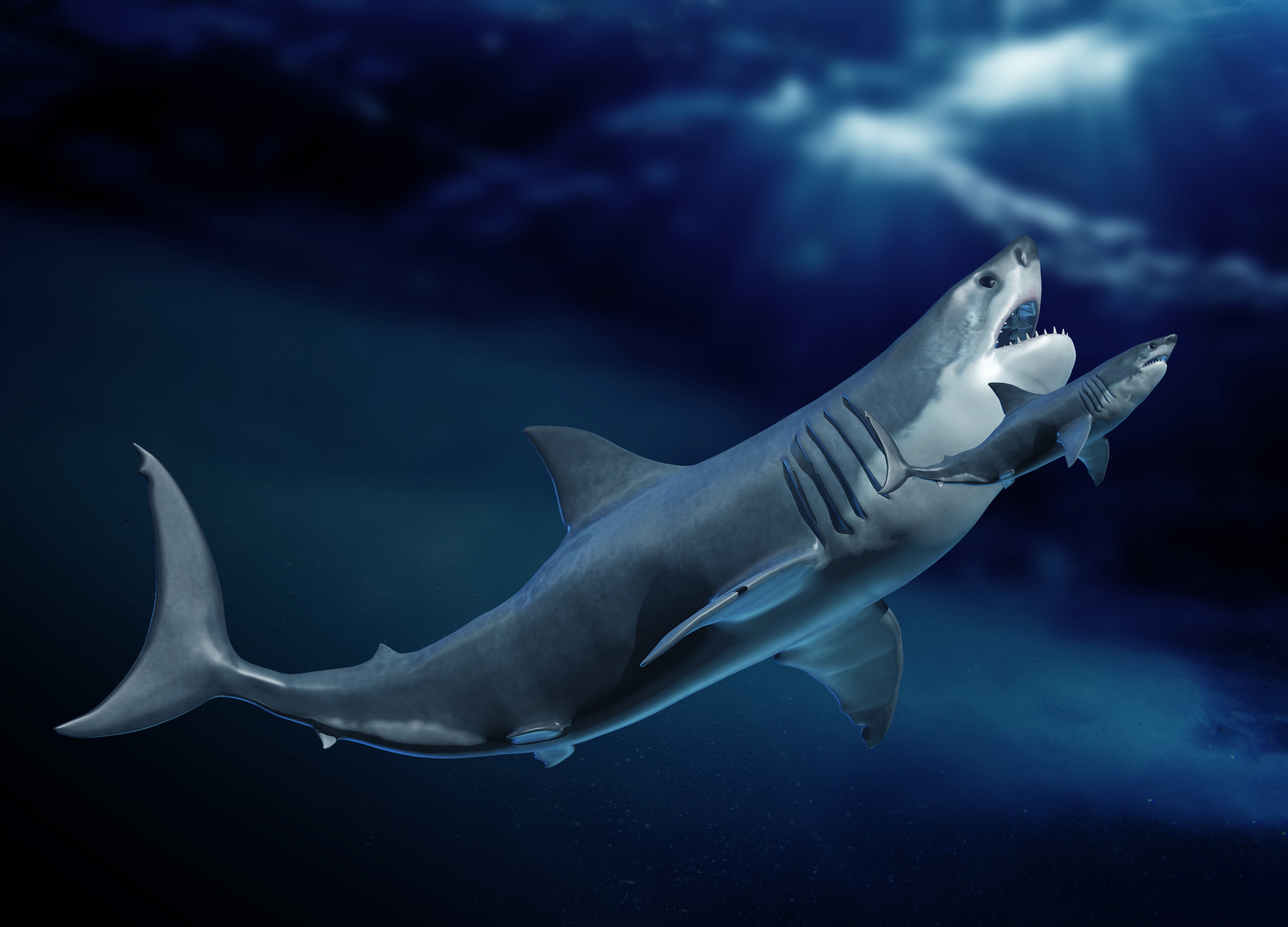 Megalodon Un Requin Geant Dont Les Bebes Etaient Plus Grands Que Des Humains Geo Fr