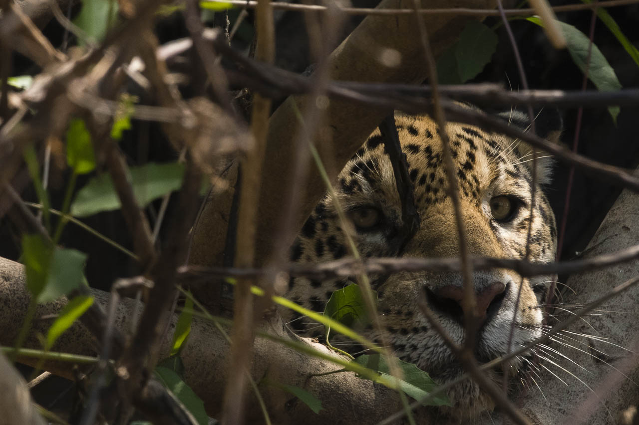 Le jaguar, un prédateur semi-aquatique