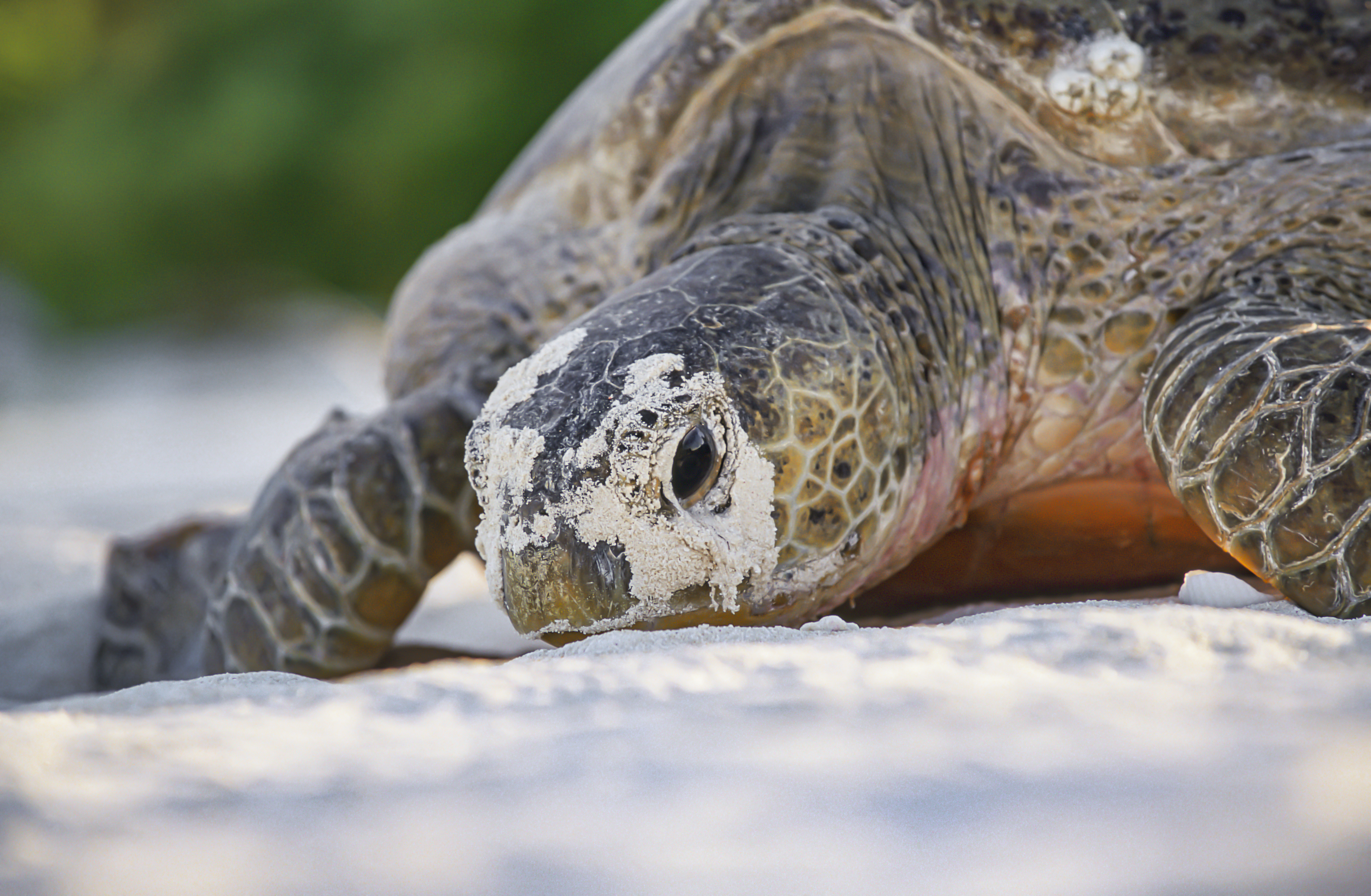 Malaisie Deux Bebes Tortues Ont Ete Decouverts Dans Un Seul Oeuf Un Fait Rarissime Geo Fr