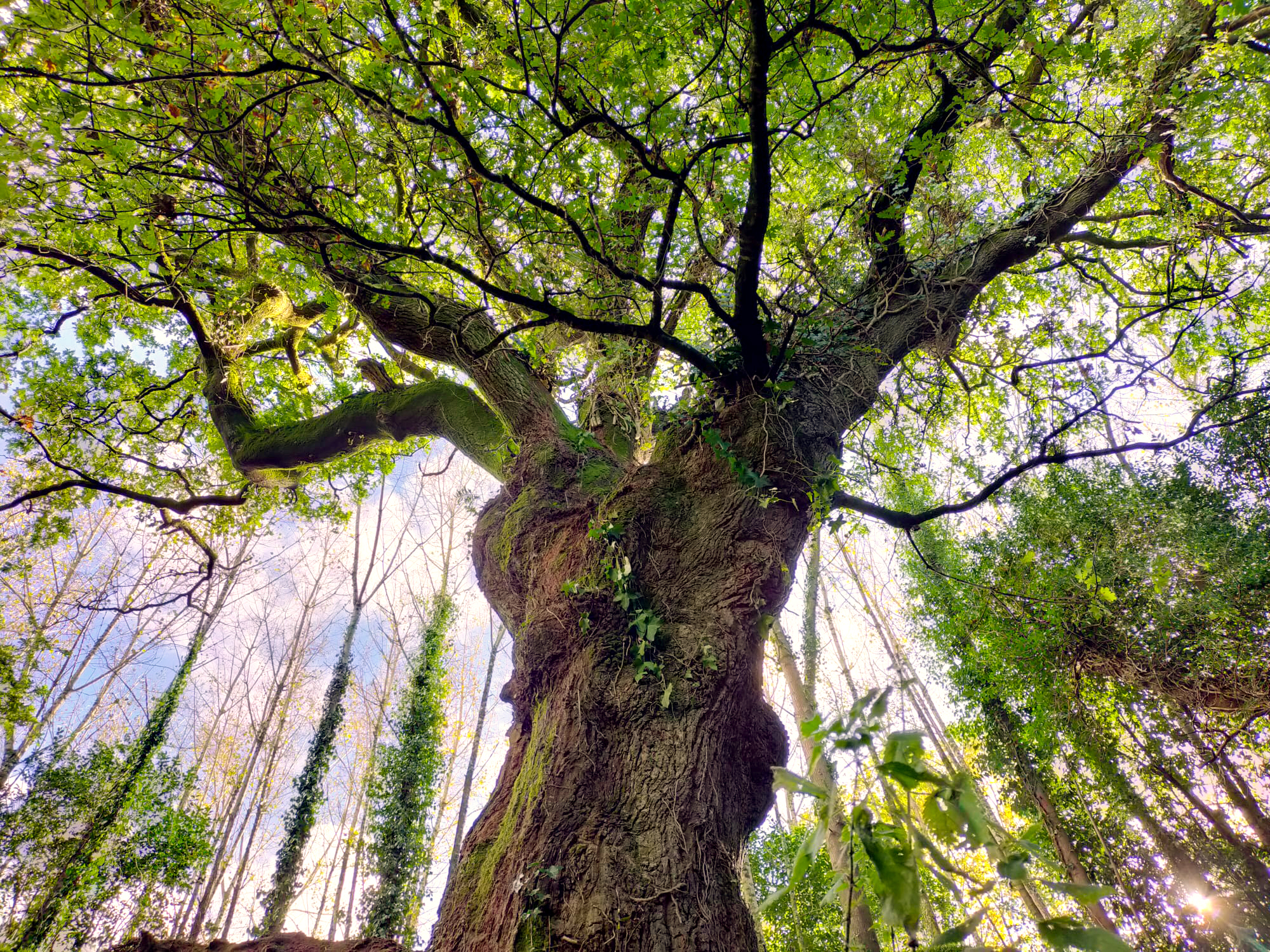 Voici l'arbre belge qui pourrait devenir le plus beau d'Europe
