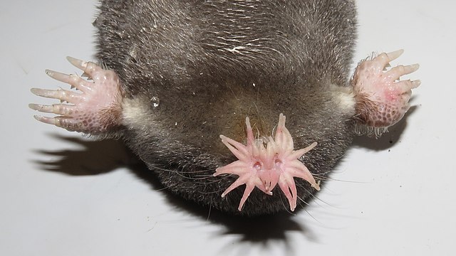 Quels Sont Les Animaux Les Plus Moches Du Monde Geo