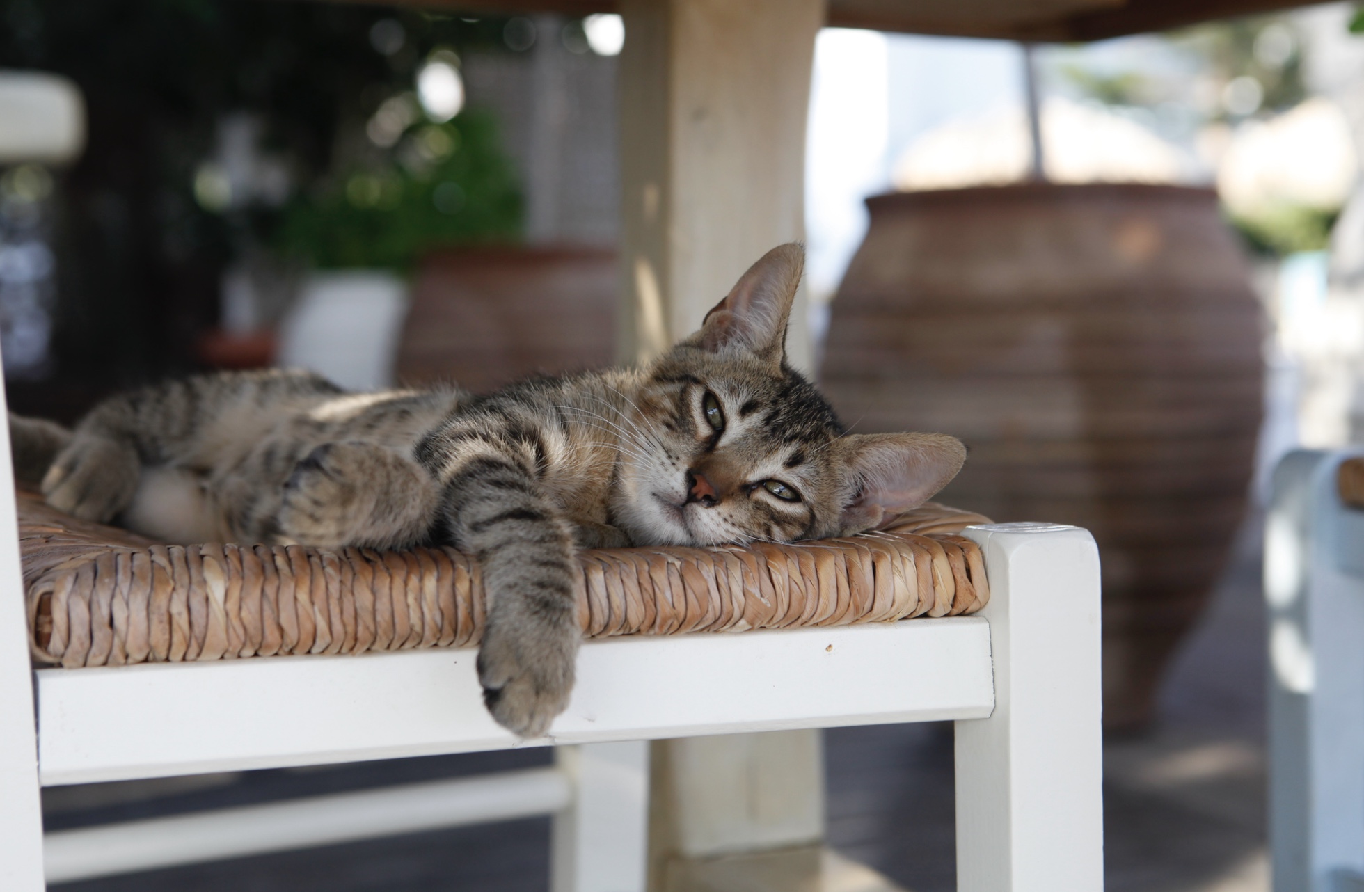 Qui Est Le Maine Coon Ce Chat Geant Geo Fr