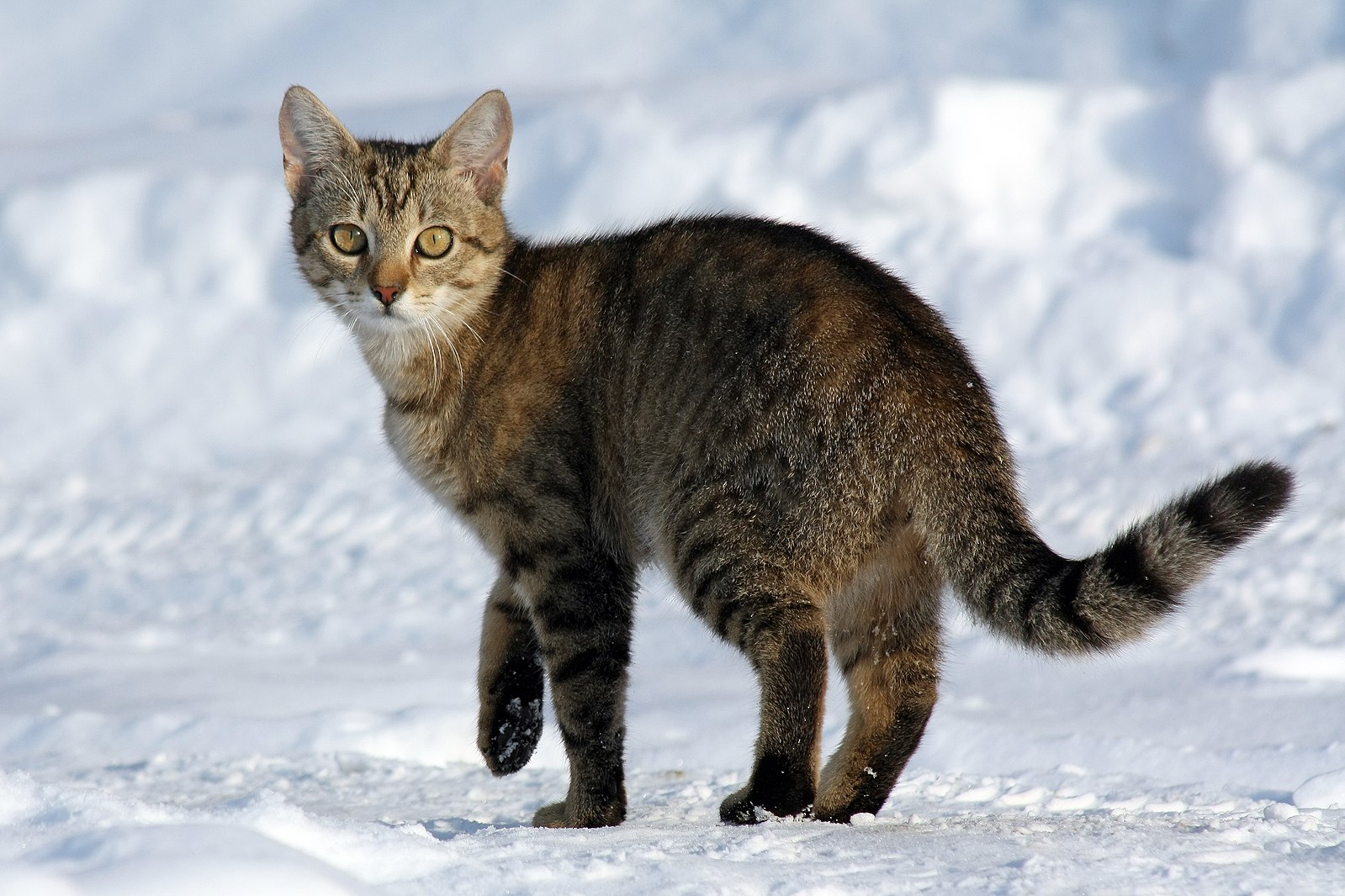 Les Chats Ont Une Memoire Episodique Semblable A Celle Des Etres Humains Geo Fr