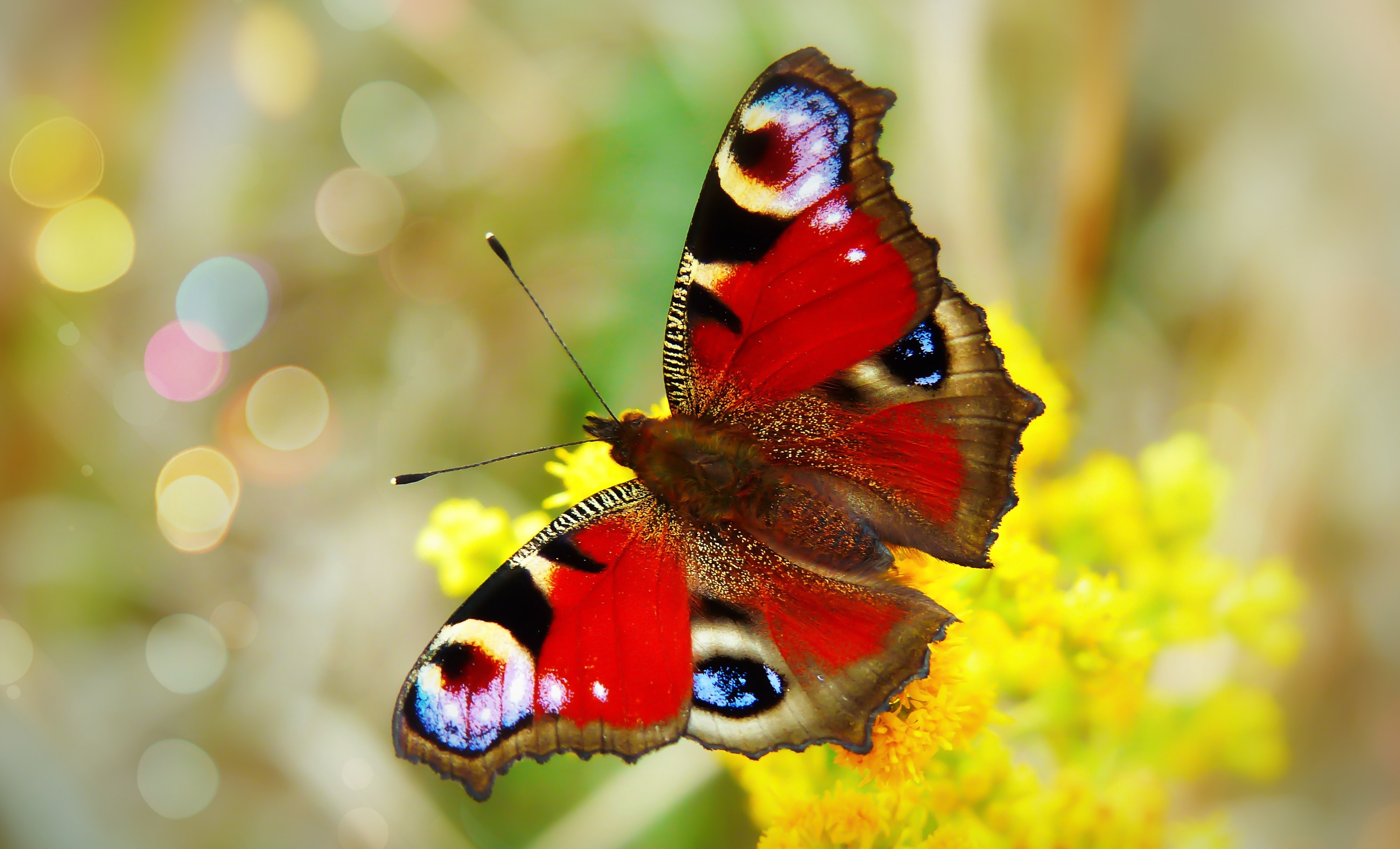 Les papillons les plus magnifiques color s et surprenants GEO