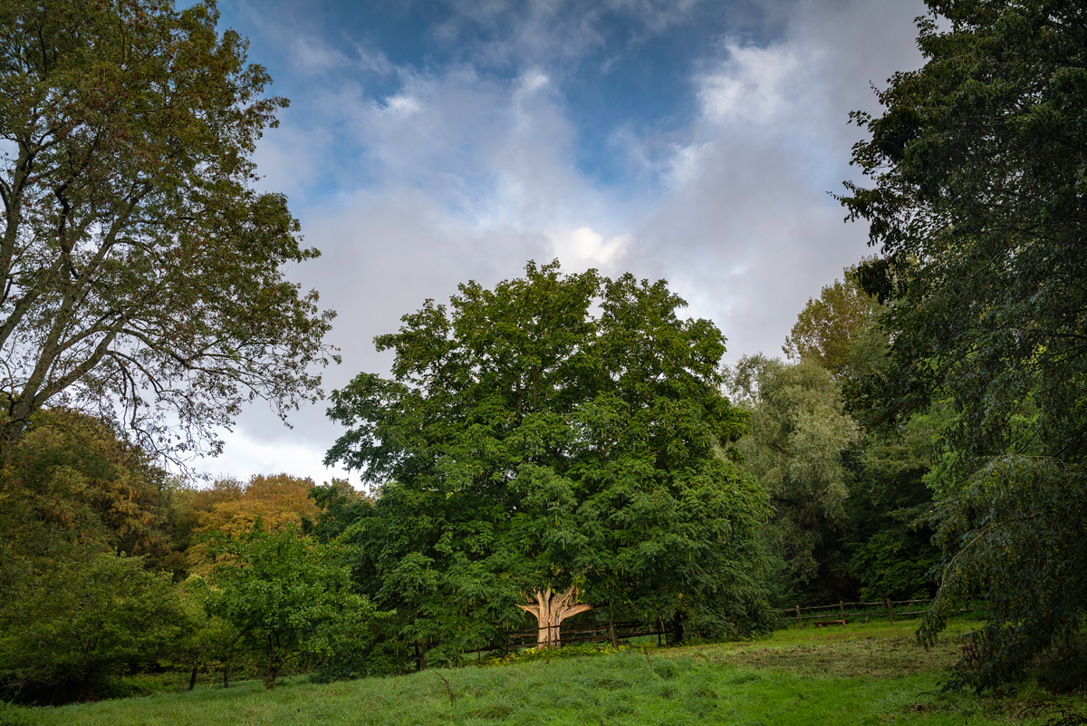 Et si un tilleul du Puy-de-Dôme était élu « arbre de l'année 2023 » ?