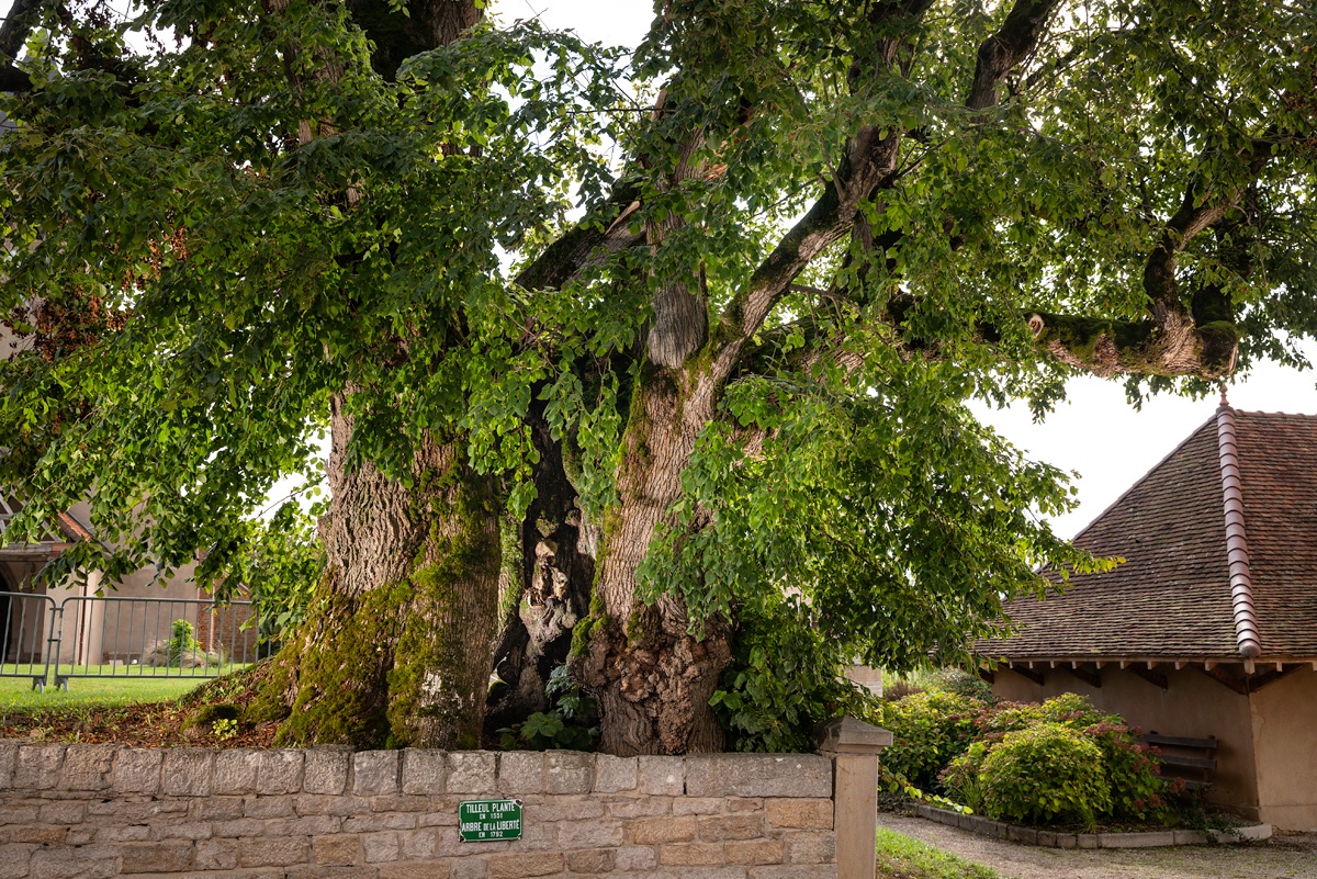 Arbre de l'année 2023 : le lauréat se trouve parmi ces 14 merveilles qui  font la fierté de leur région - Le Parisien